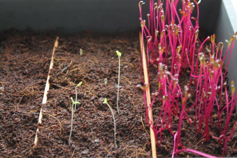 Geizwuchs Micro-Green