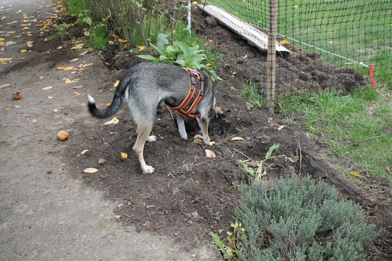 Hund gräbt im Kräuterbeet