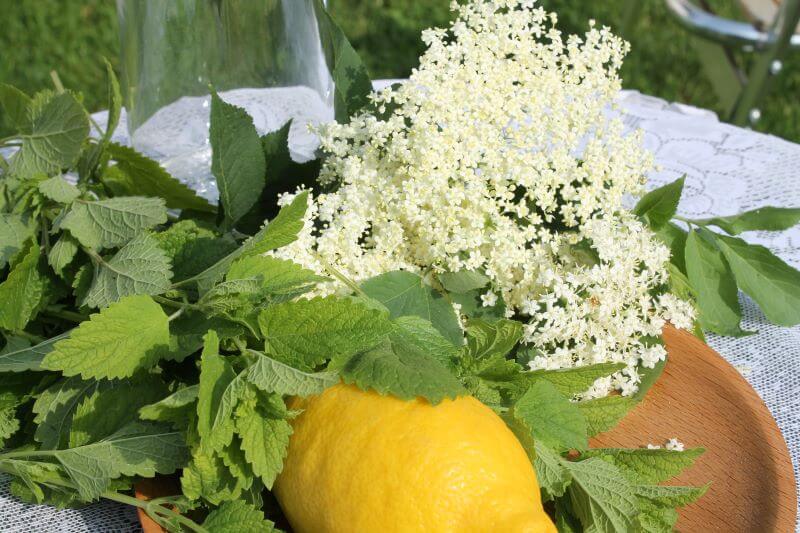 Zutaten für Holunderblütenlimonade